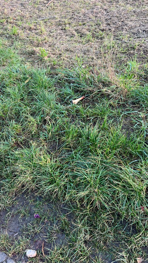 Giftköder-Knochen am Feld-Profilbild