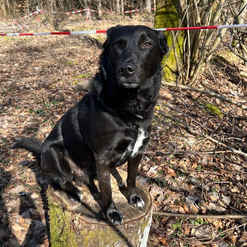 Hundetreffen-Spazieren gehen, wandern gehen, zusammen spielen-Profilbild