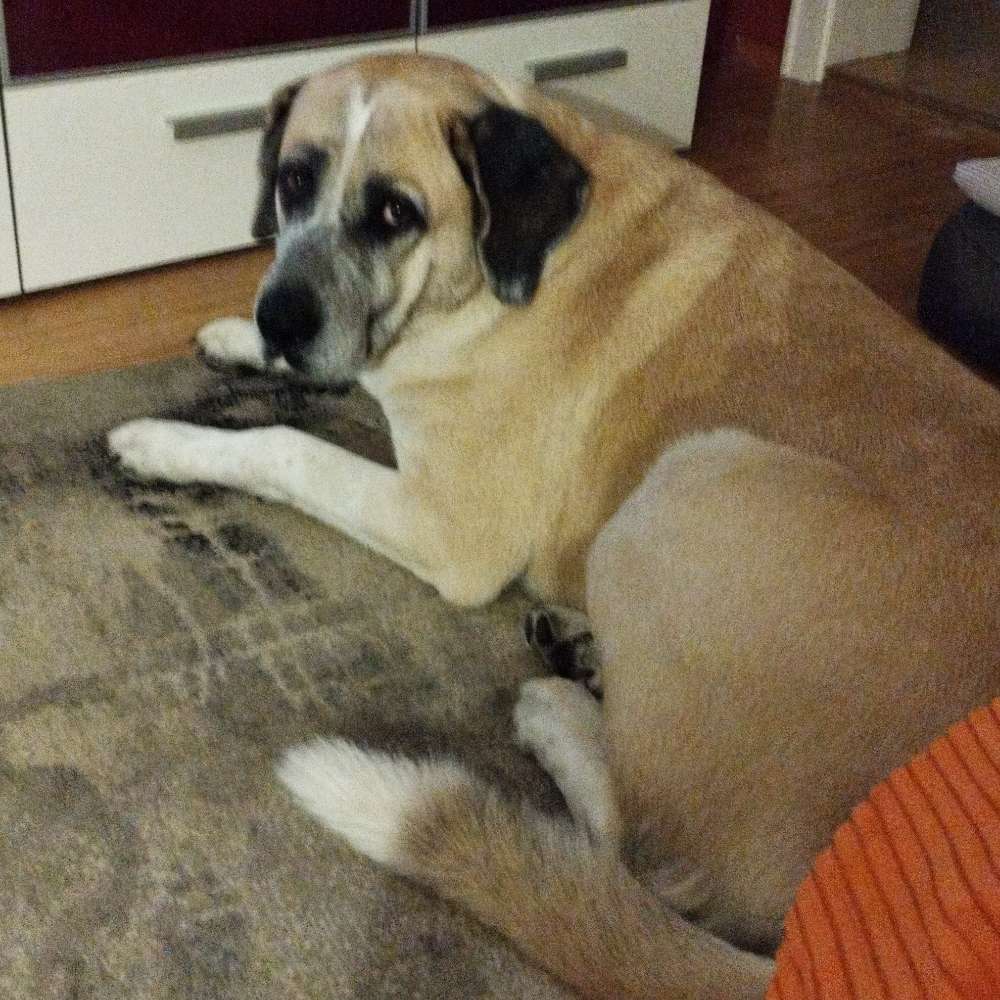 Hundetreffen-Englischer Garten - minihofbrâuhaus-Profilbild