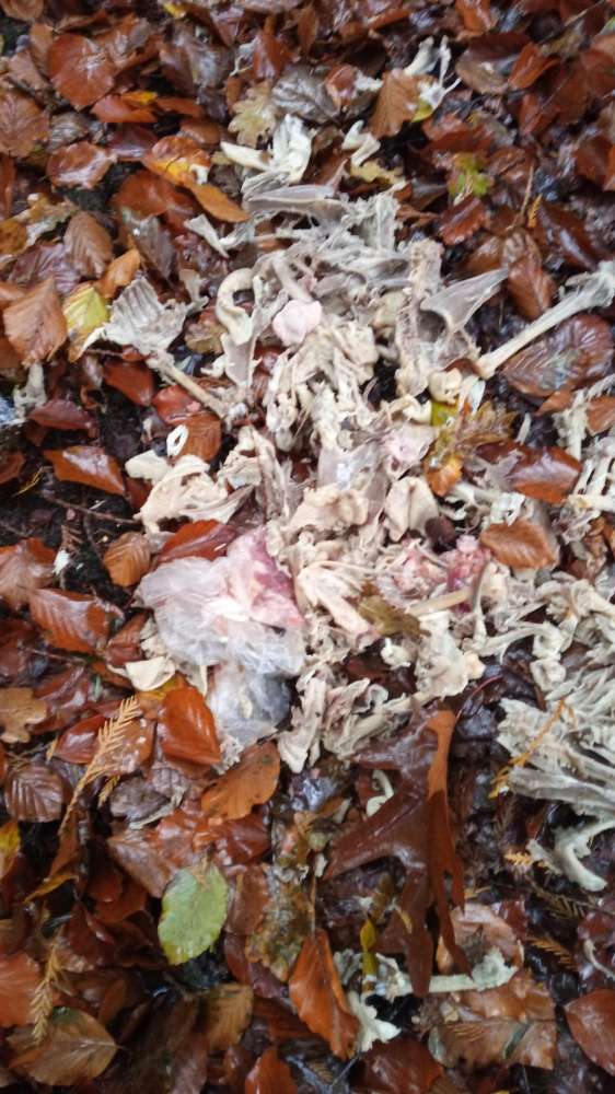 Giftköder-rohes Hühnchen-Profilbild