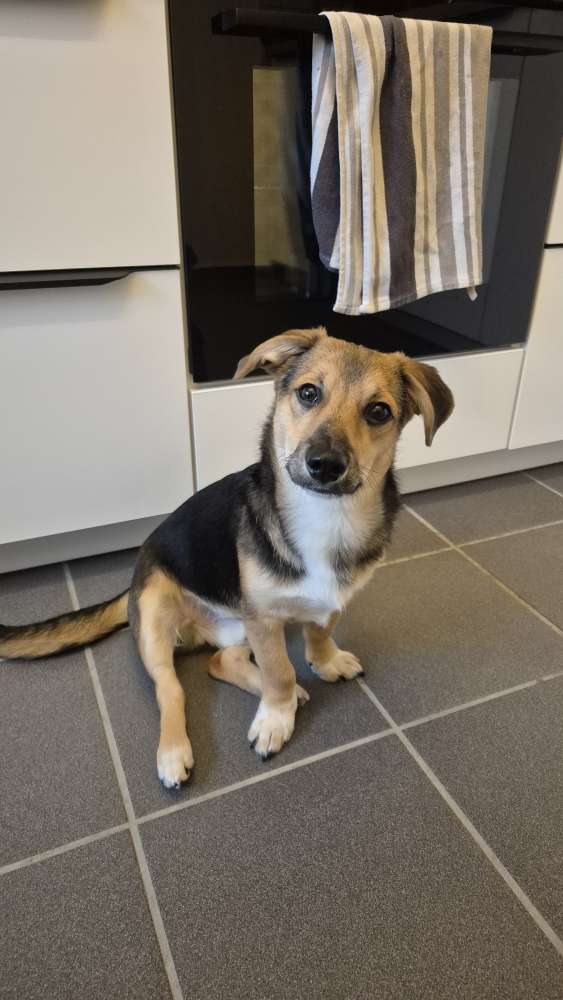 Hundetreffen-Sozialkontakt-Profilbild