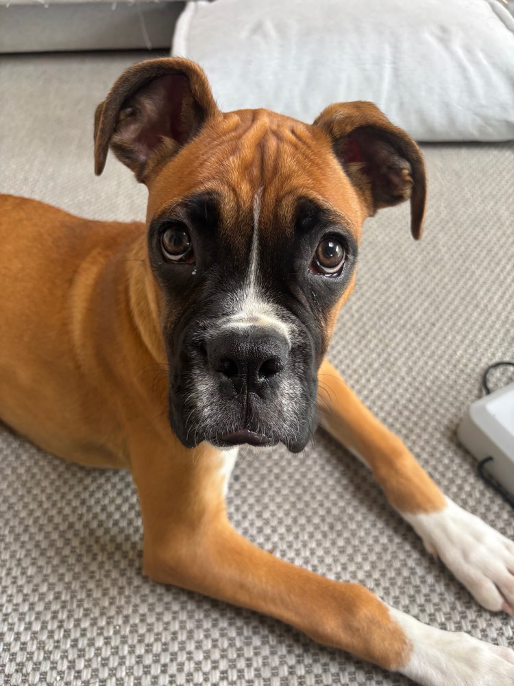 Hundetreffen-Spielrunde und/oder Gassi gehen-Profilbild