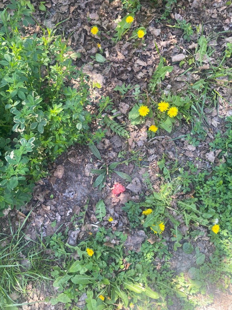 Giftköder-Rohes Fleisch/ Giftköder im Laub-Profilbild