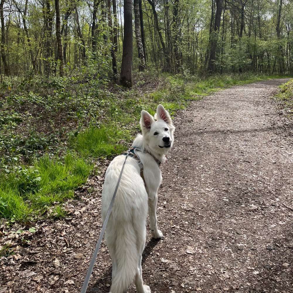 Hundetreffen-Spiel und Spaziergang in Glückstadt und Umgebung-Profilbild