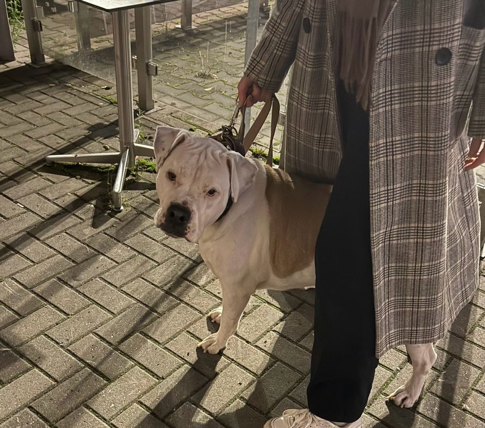 Giftköder-Unschöne Hunde Begegnung-Profilbild