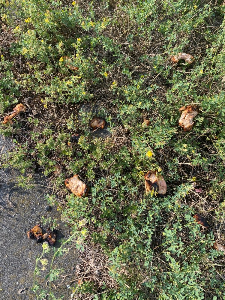 Giftköder-Gegrillte Hähnchen Stücke mit Knochen-Profilbild