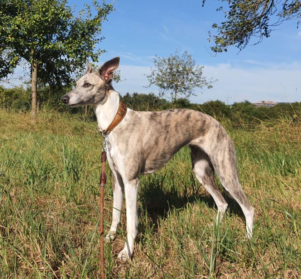 Hundetreffen-Silken Windsprite Spielgefährten gesucht.-Profilbild