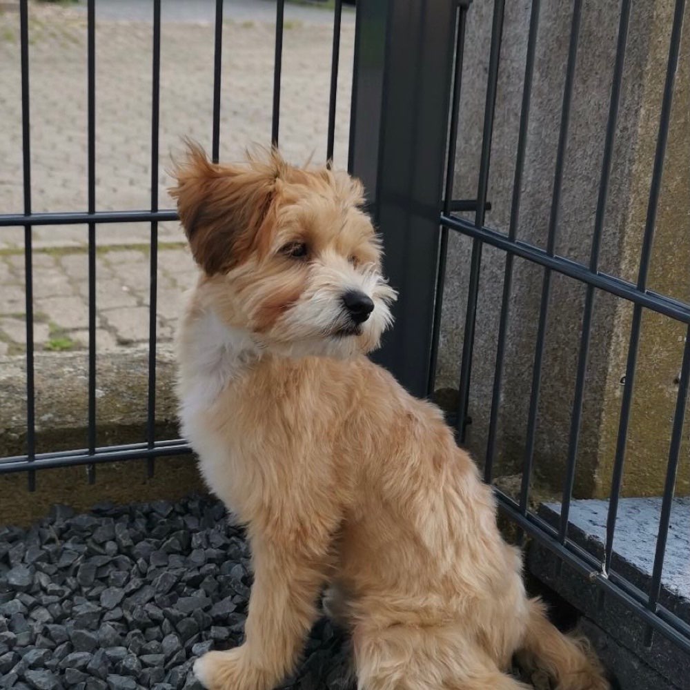 Hundetreffen-Gassi gehen mit Freilaufübung-Profilbild