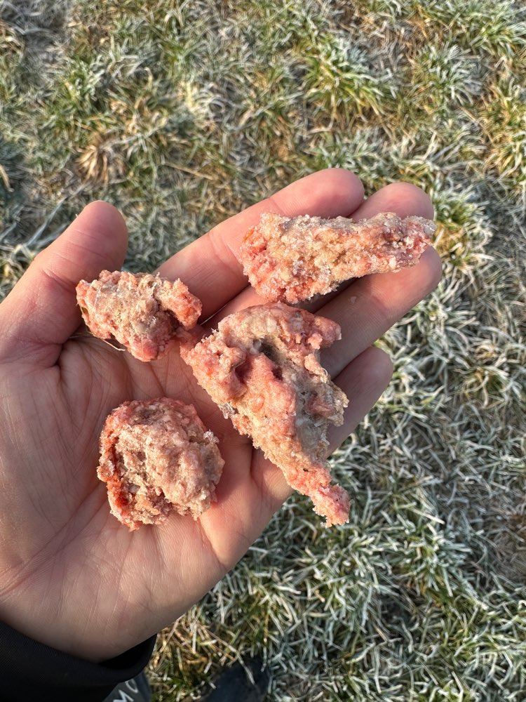Giftköder-Giftköder in Hackfleisch ausgelegt-Profilbild