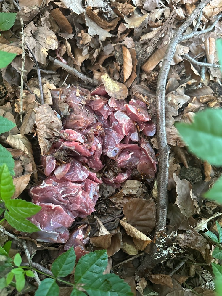 Giftköder-Ausgelegte Fleischköder-Profilbild