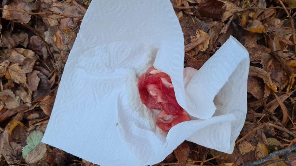 Giftköder-Rohes Fleisch-Profilbild