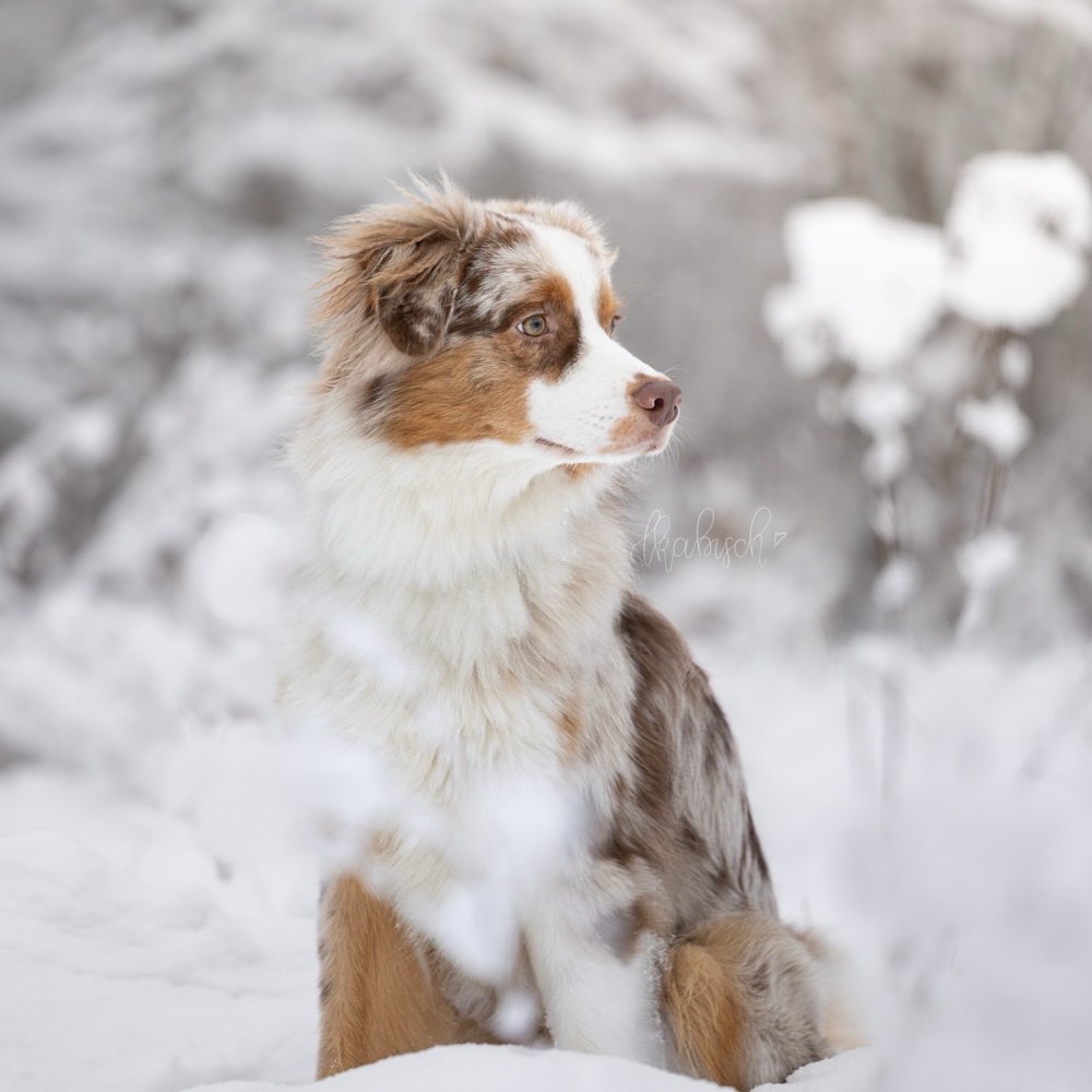 Hundetreffen-Trainings-, Gassi- und (Spiel)partner gesucht-Profilbild