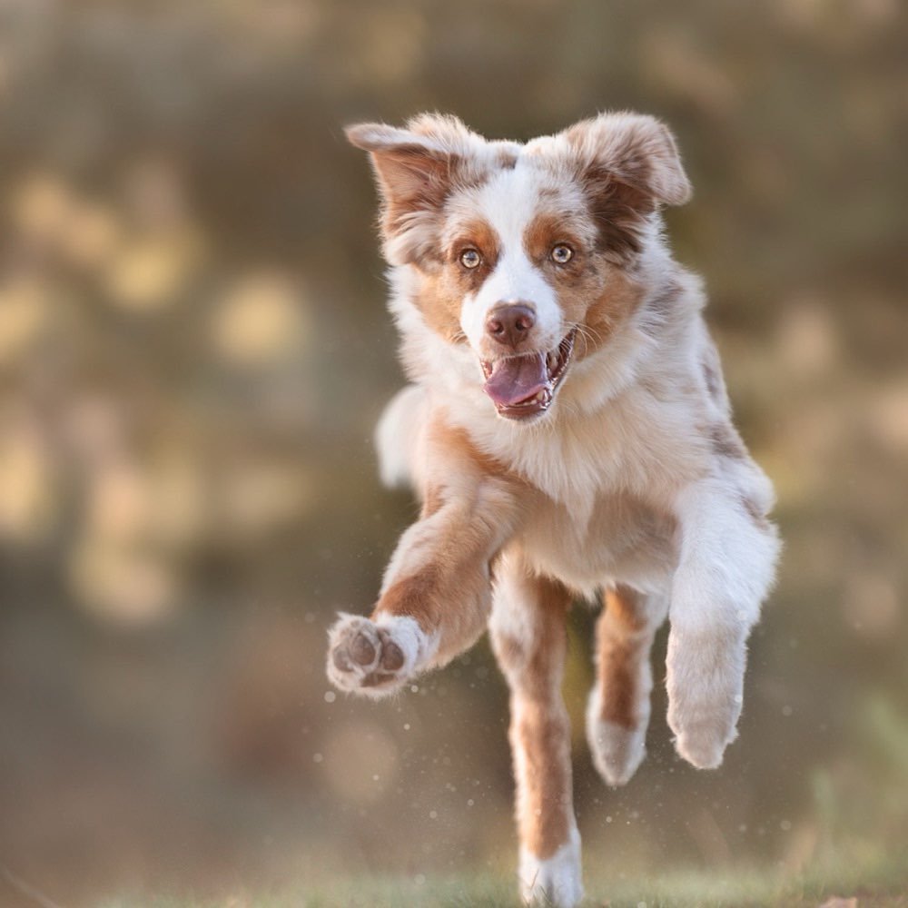Hundetreffen-Gemeinsames Trainieren und Spielen-Profilbild