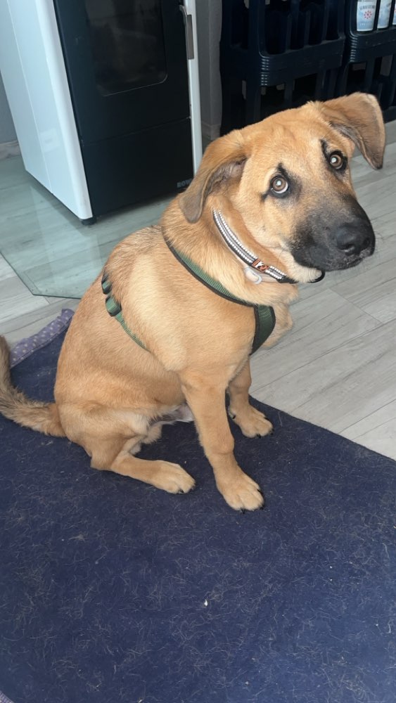 Hundetreffen-Gassi Runde mit Buddy-Profilbild