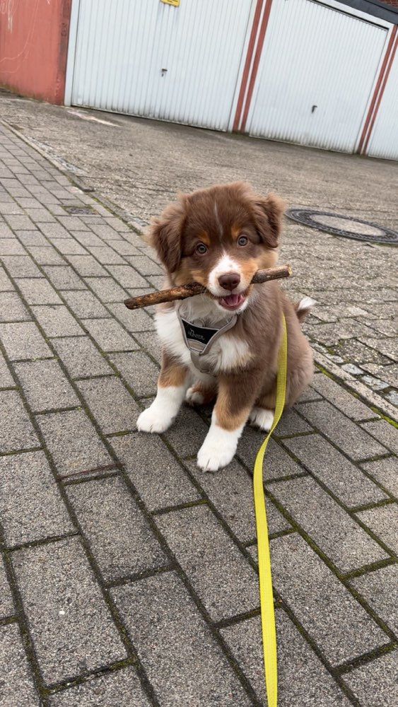 Hundetreffen-Welpe sucht Spielgefährten-Profilbild