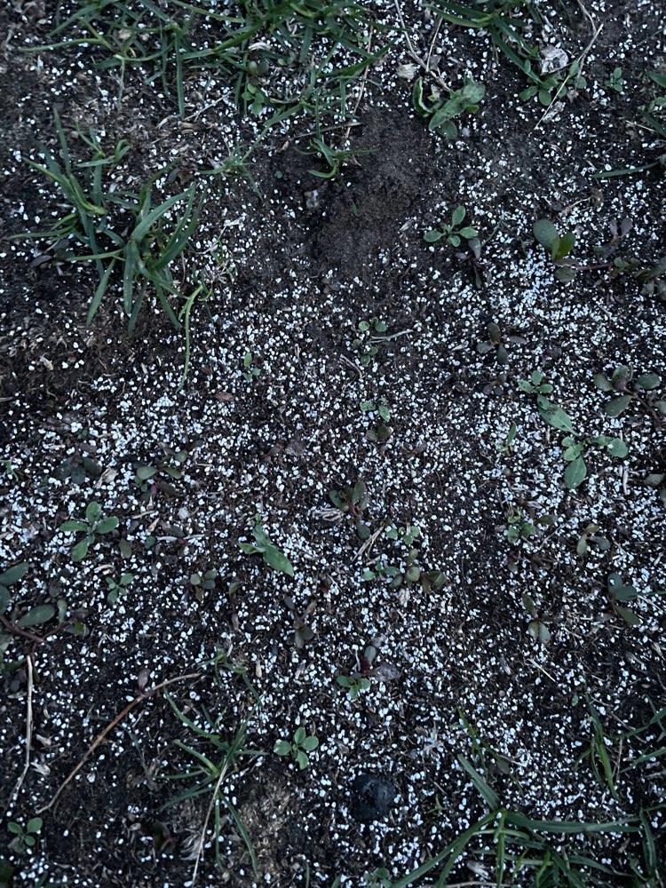 Giftköder-Rehberge Weißes Pulver-Profilbild