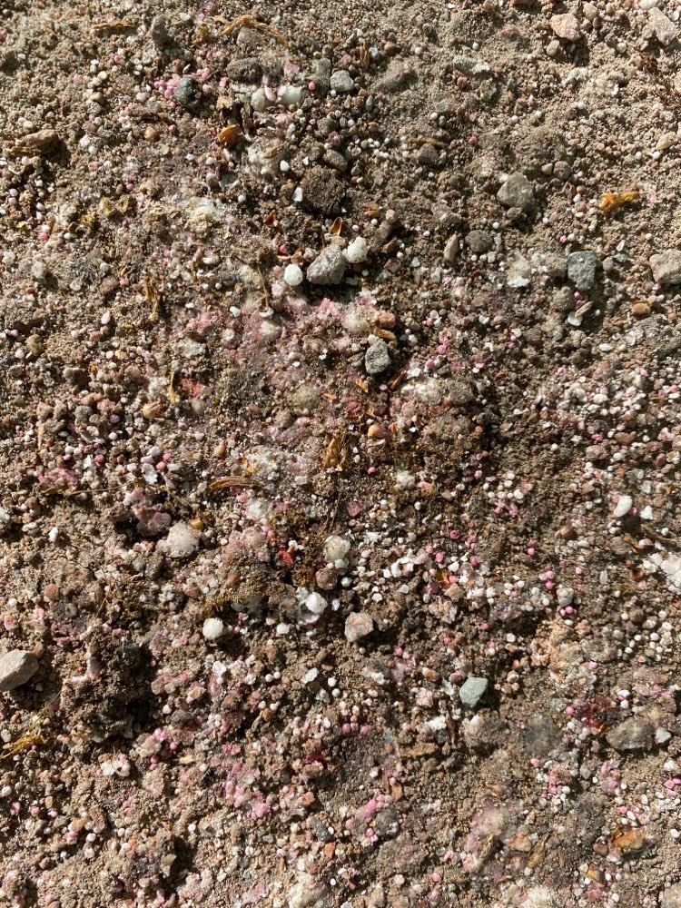 Giftköder-Gift oder Zuckerperlen-Profilbild