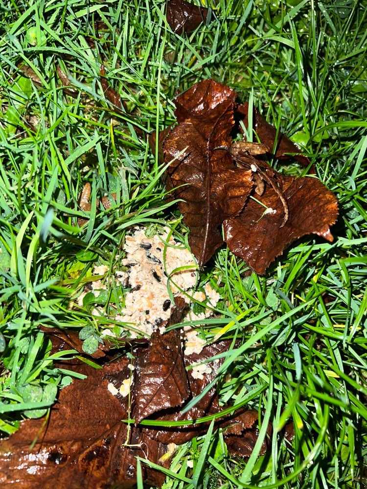 Giftköder-Undefinierbares-Profilbild