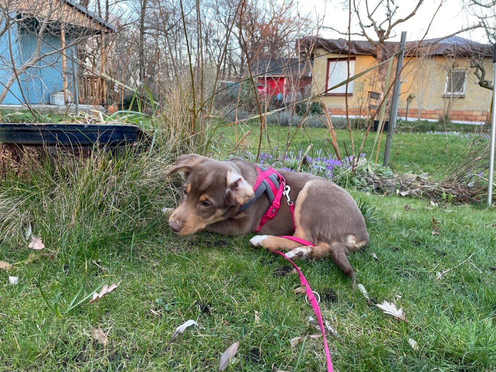 Hundetreffen-Welpentreffen Pankow-Profilbild
