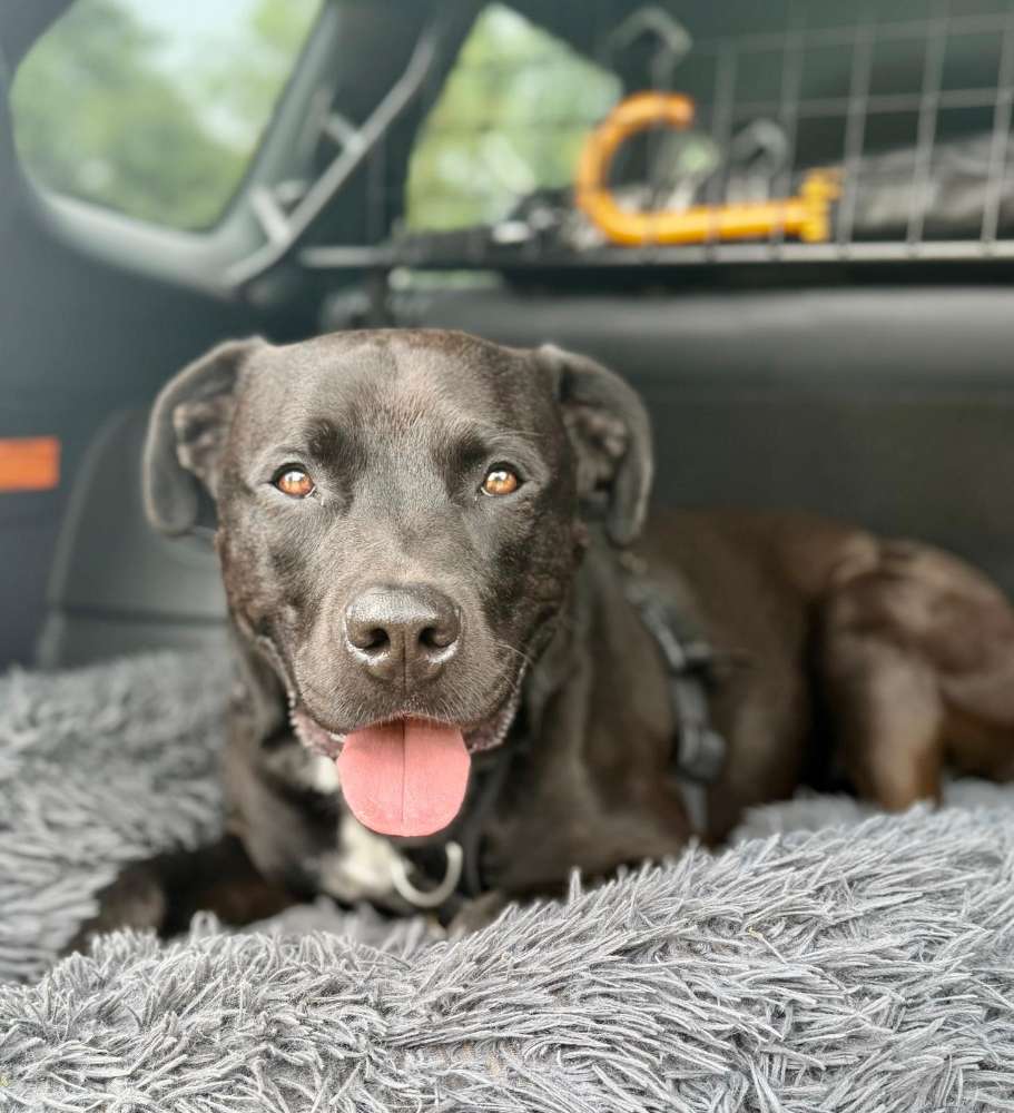 Hundetreffen-Social Walk-Profilbild