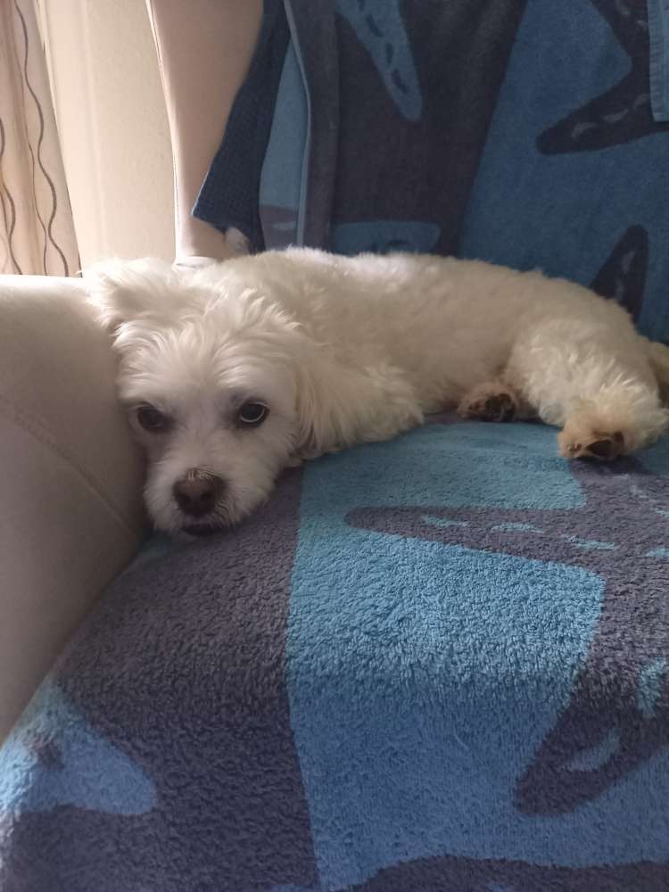 Hundetreffen-EGAL Jung oderJUNGEBLIE-Profilbild