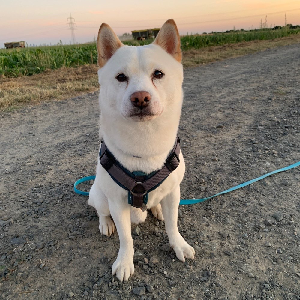 Hundetreffen-Gassi/Training und spielen in Bad Vilbel-Profilbild