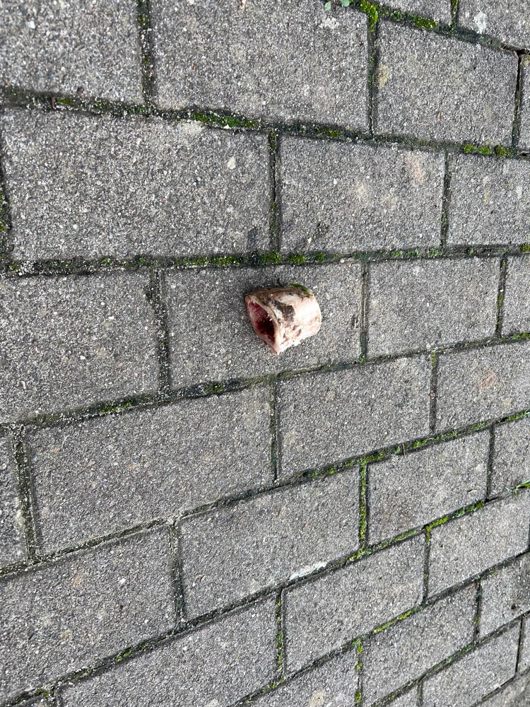 Giftköder-Vermutlich Giftköder-Profilbild