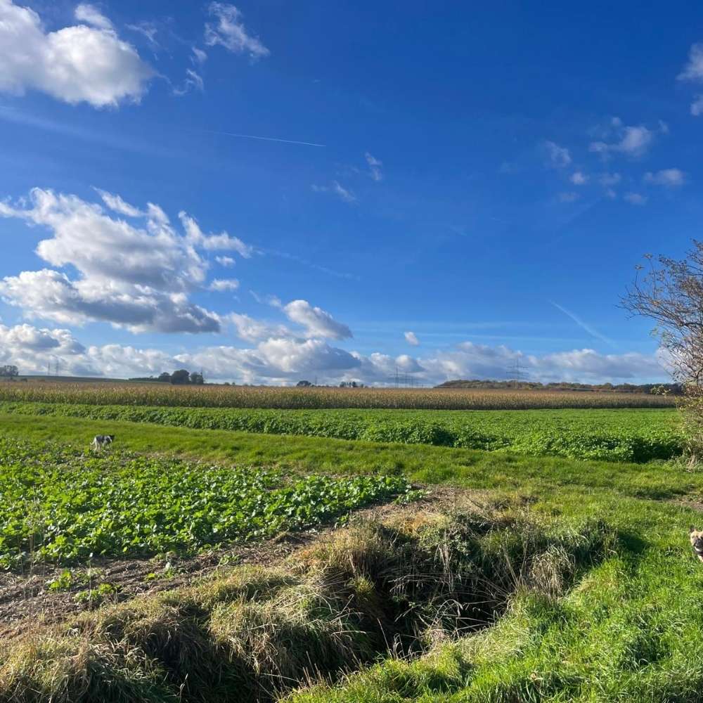 Hundetreffen-Lust auf Gassirunden am Feld Richtung Bad Vilbel-Profilbild