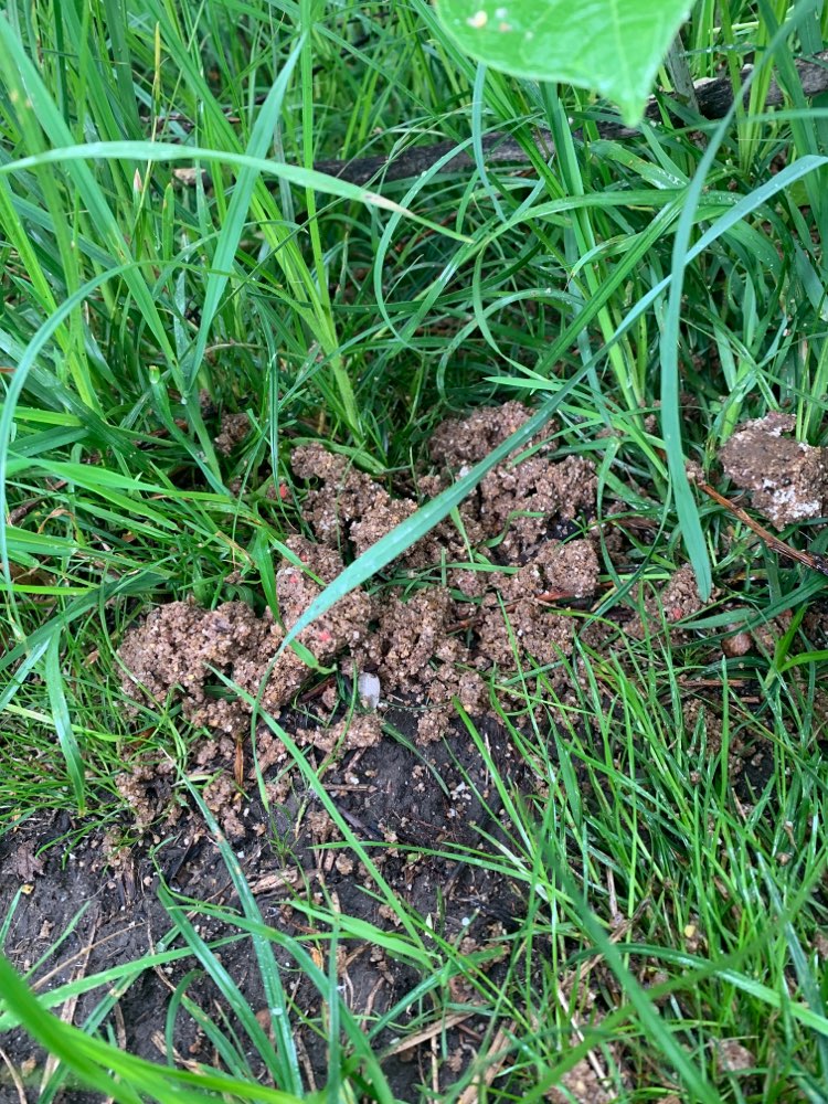 Giftköder-Giftköder-Profilbild