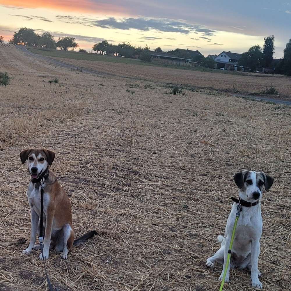 Hundetreffen-Übungsrunden, Gassirunden, Spielgefährten Gesucht-Profilbild