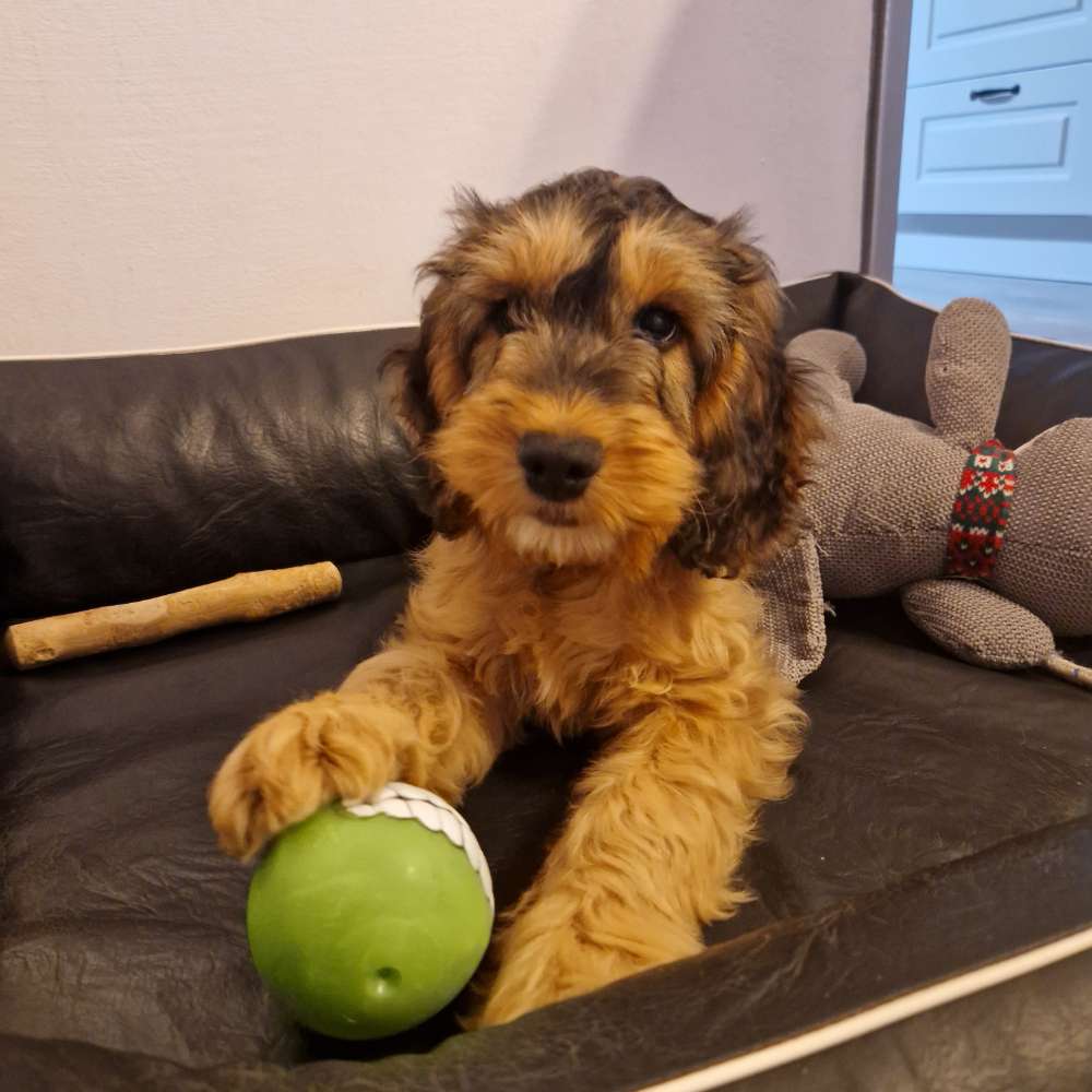 Hundetreffen-Welpen spielen-Profilbild