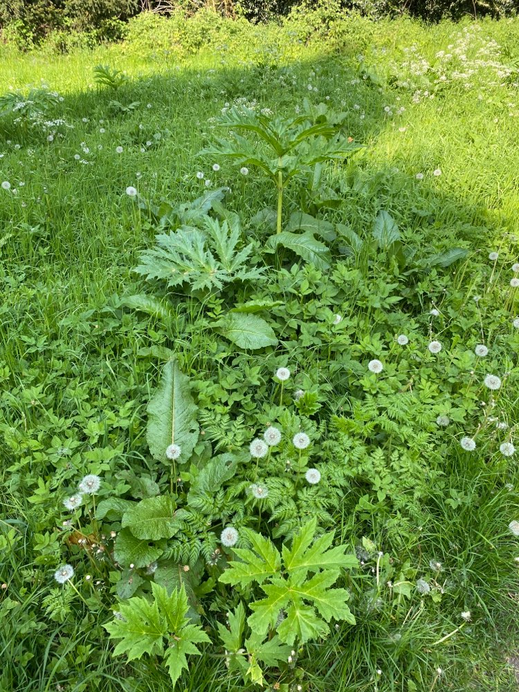 Giftköder-Riesenbärenklau-Profilbild