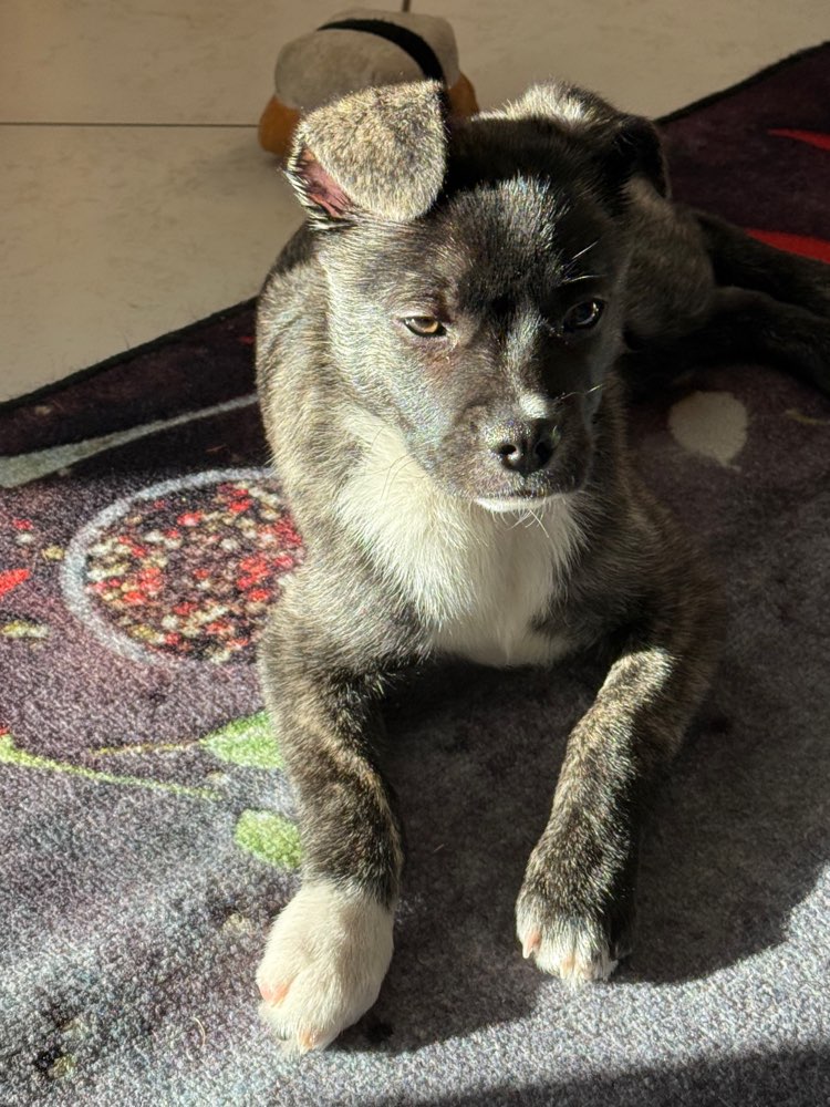 Hundetreffen-Welpentreffen-Profilbild