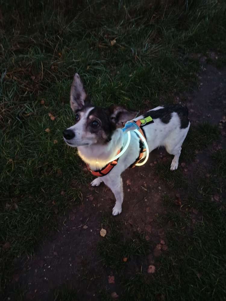 Hundetreffen-Neue Gassi Kontakte-Profilbild