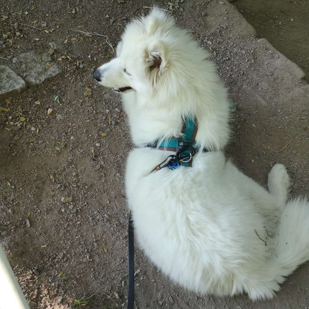 Hundetreffen-Gassi und spiel Runde-Profilbild