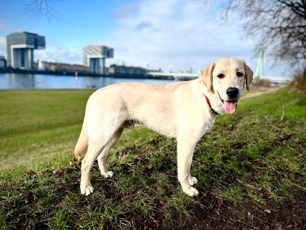 Hundetreffen-Gemeinsames Hundetraining 🐾-Profilbild