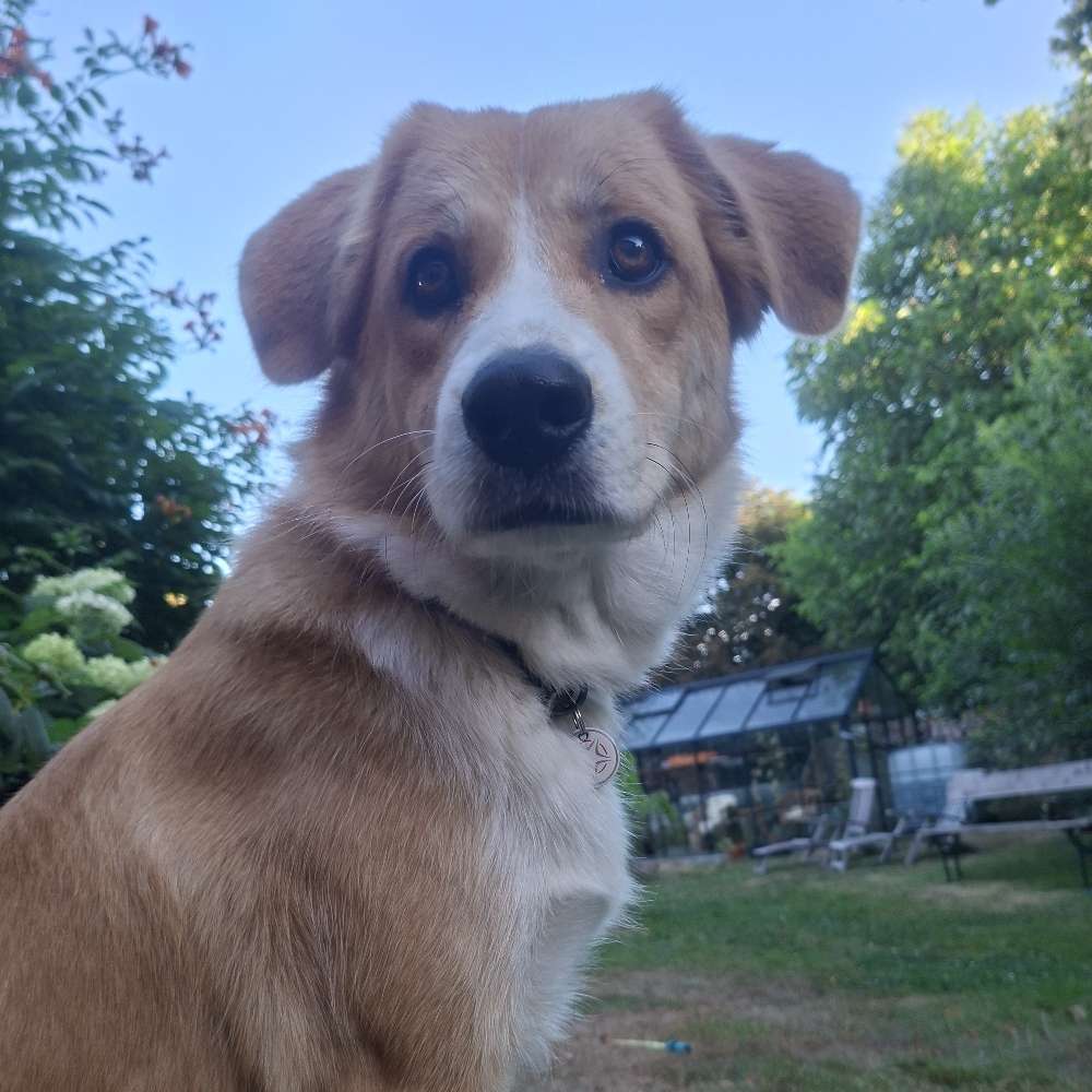 Hundetreffen-Hundetreff am Auer-Profilbild