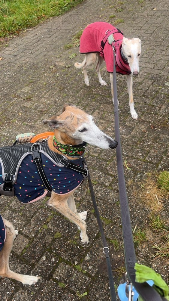 Hundetreffen-Entspannte Spaziergänge-Profilbild