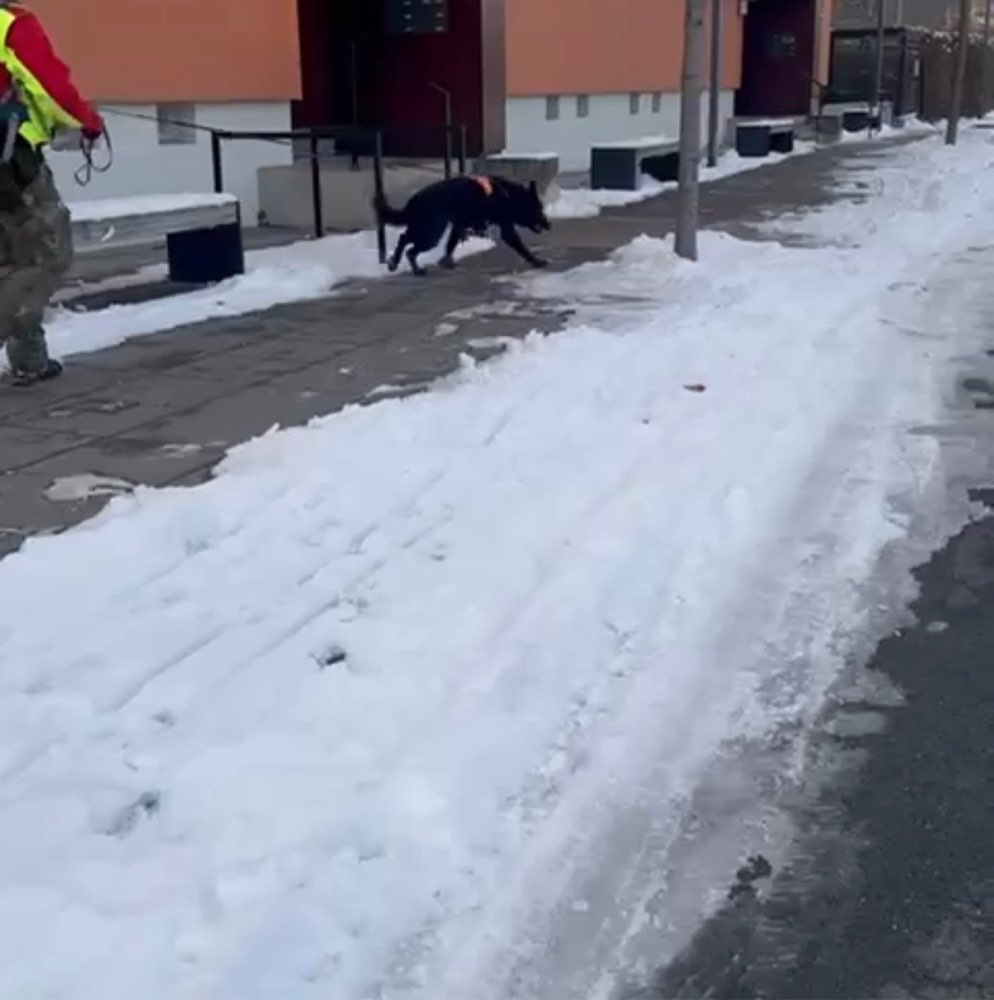 Hundetreffen-Mantrailing für zukünftige Rettungshunde-Profilbild