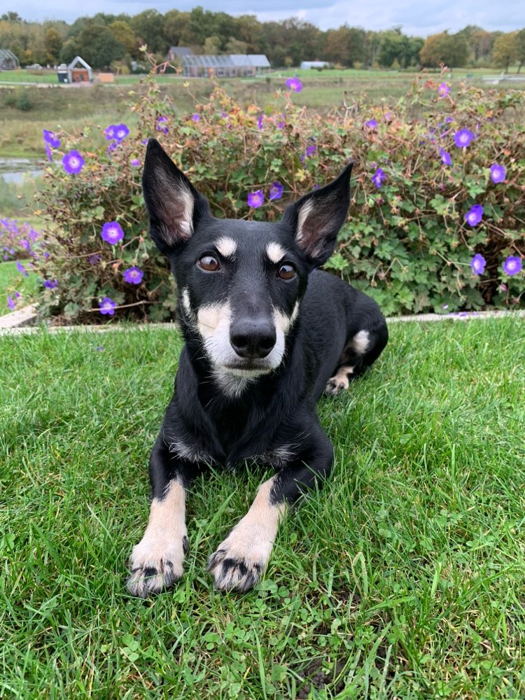 Hundetreffen-Gemeinsames spazieren gehen-Profilbild