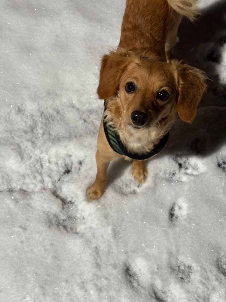 Hundetreffen-Suche Gassi- und Spielpartner für meine Hündin-Profilbild