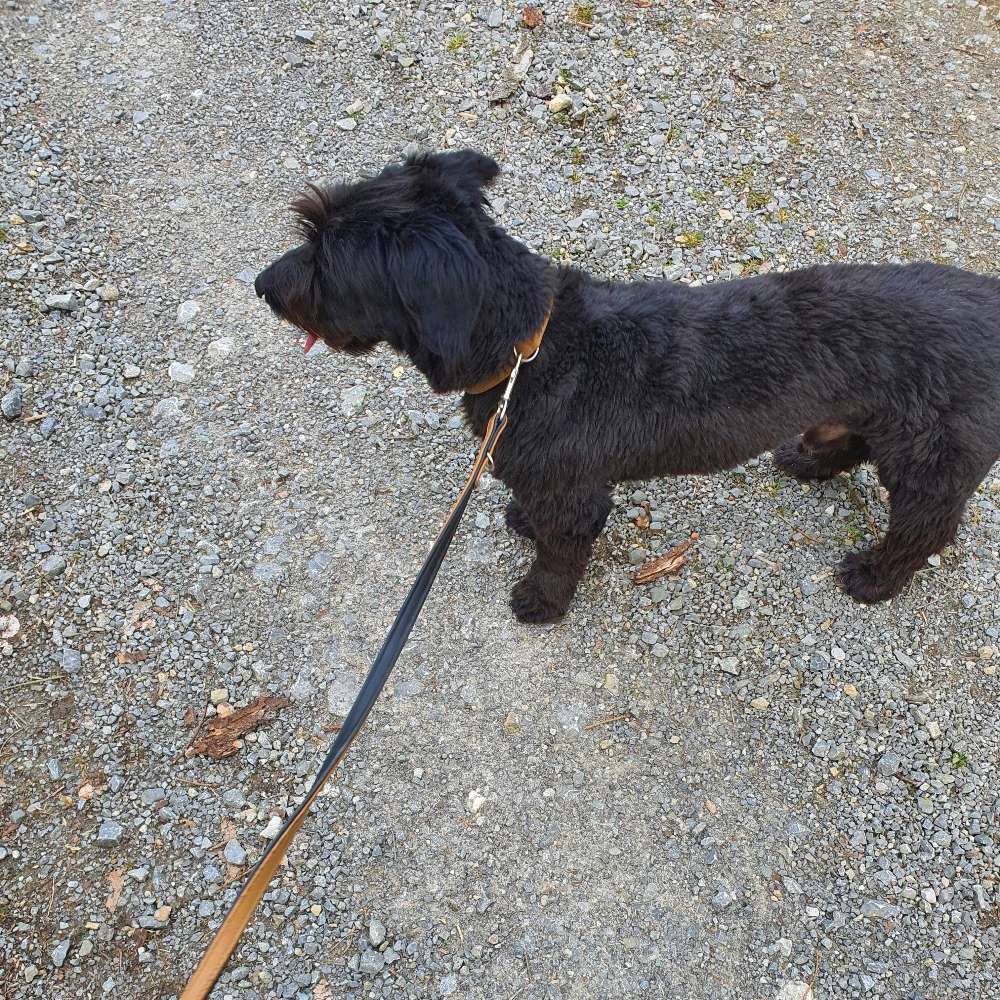 Hundetreffen-Spielen-Profilbild