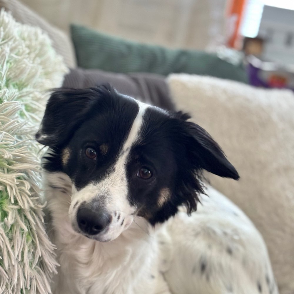 Hundetreffen-Spielerunde-Profilbild