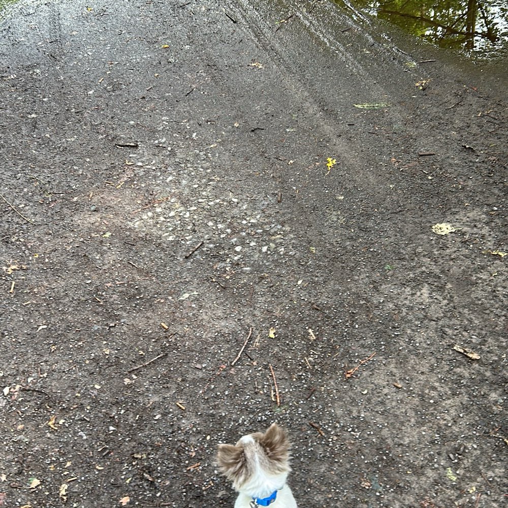 Hundetreffen-Welpentreffen/kleine Hunde-Profilbild