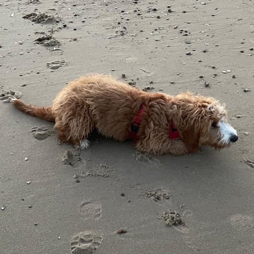 Hundetreffen-Jung Hunde treffen-Profilbild