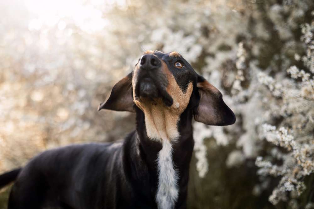 Hundetreffen-Gassikumpel/ine gesucht🐶-Profilbild