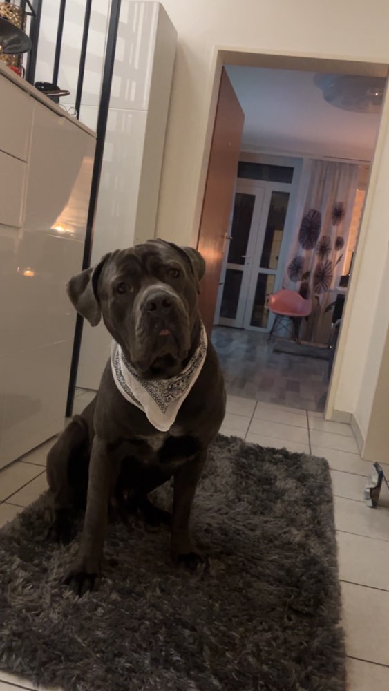 Hundetreffen-Spiel runde in Kerpen-Profilbild