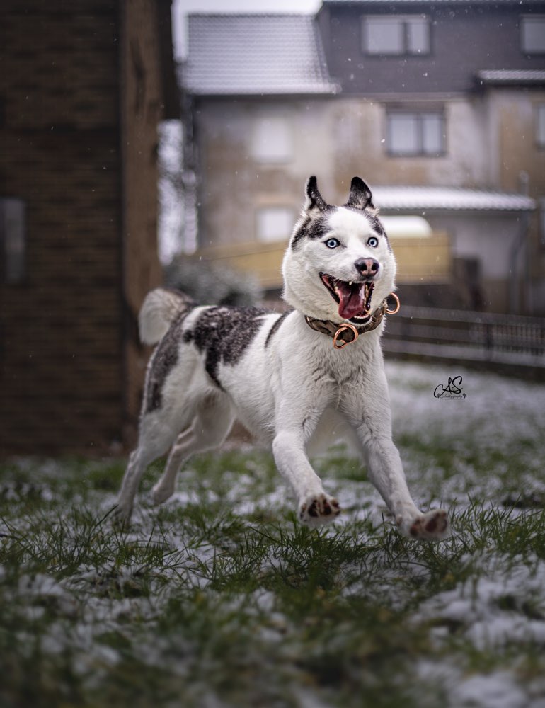 Hundetreffen-Trainingspartner gesucht-Profilbild