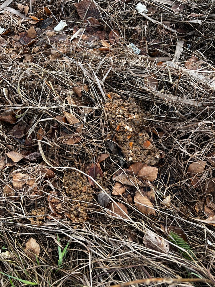 Giftköder-Essensreste am Mühlbach-Profilbild