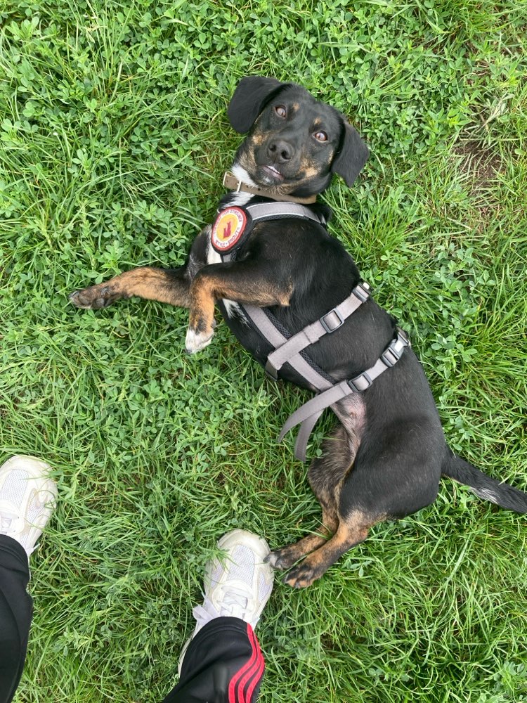 Hundetreffen-Hundefreunde gesucht-Profilbild